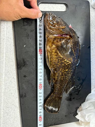 タケノコメバルの釣果