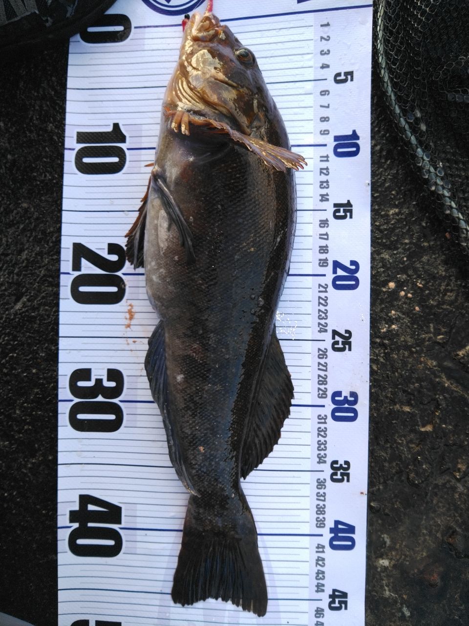 SHIMANO 20ハードロッカー XR S910Hの最安値・インプレ・釣果 | 本音の