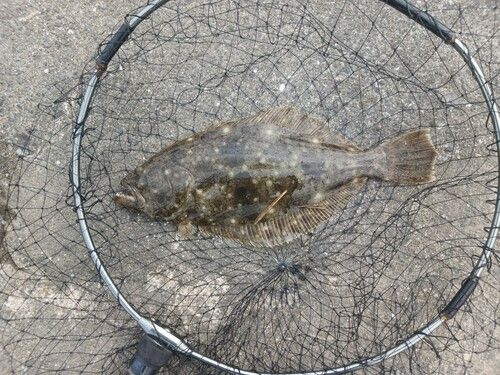 ヒラメの釣果