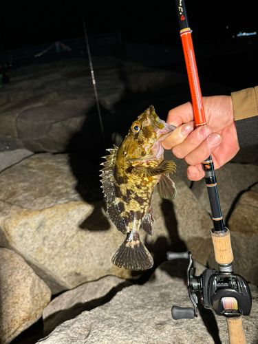 カサゴの釣果
