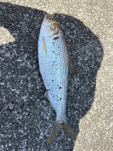 コノシロの釣果