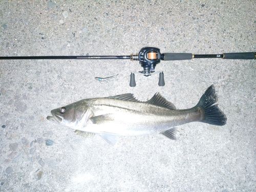 スズキの釣果