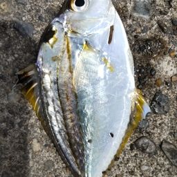 ヒイラギ