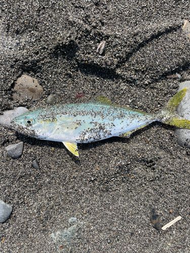 ワカシの釣果