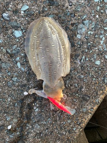 モンゴウイカの釣果