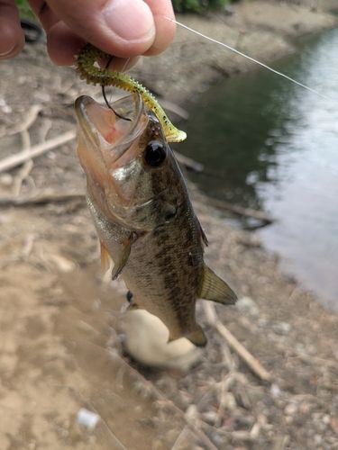 ラージマウスバスの釣果