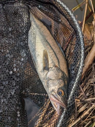 セイゴ（マルスズキ）の釣果