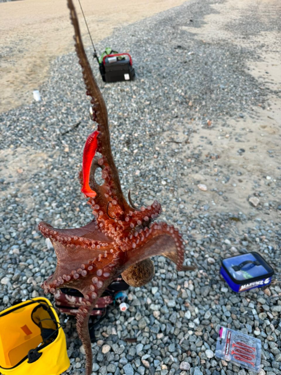 オニオコゼ