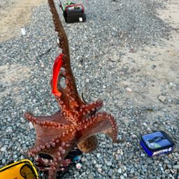 オニオコゼ