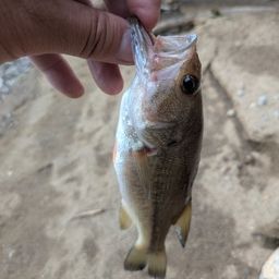 ラージマウスバス