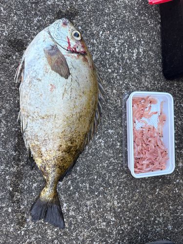アイゴの釣果