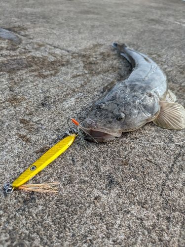 マゴチの釣果