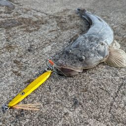 マゴチ