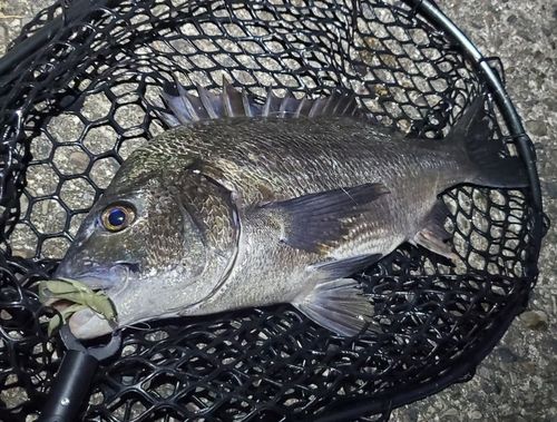 チヌの釣果