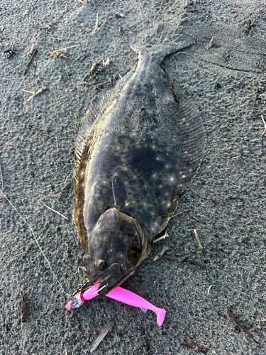 ヒラメの釣果