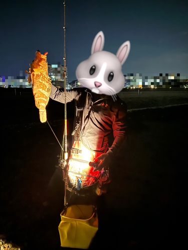 アコウの釣果