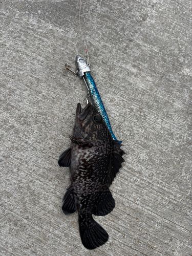 クロソイの釣果