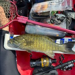 スモールマウスバス