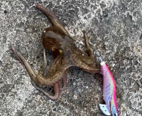 タコの釣果