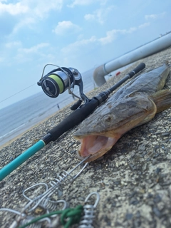 マゴチの釣果