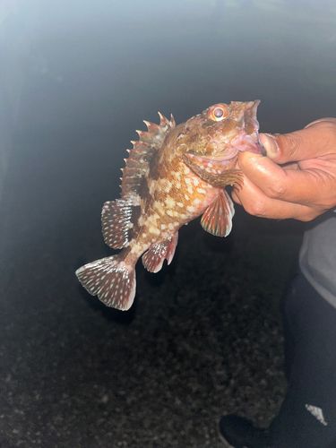 カサゴの釣果