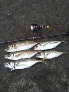 アジの釣果