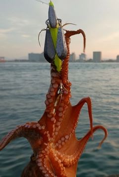 マダコの釣果