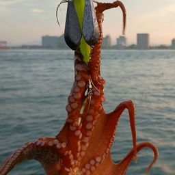 マダコ