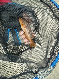 アイナメの釣果