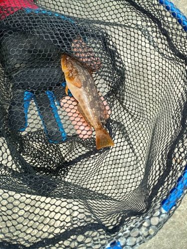 アイナメの釣果