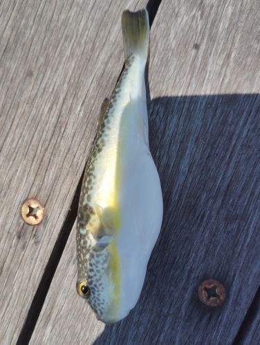 クサフグの釣果