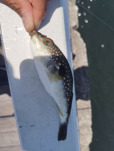 クサフグの釣果