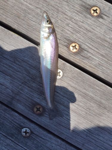 キスの釣果