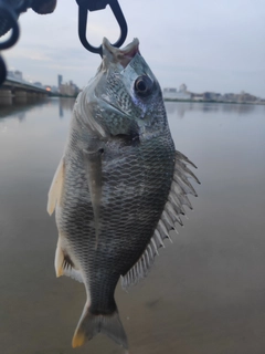 キビレの釣果
