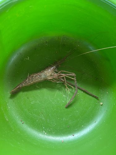 テナガエビの釣果