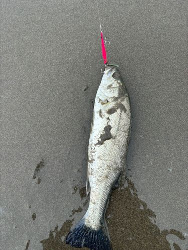フッコ（ヒラスズキ）の釣果