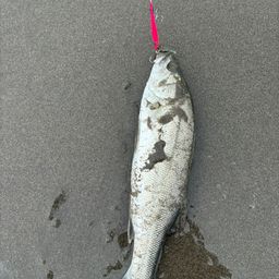 フッコ（ヒラスズキ）