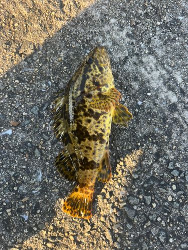 タケノコメバルの釣果