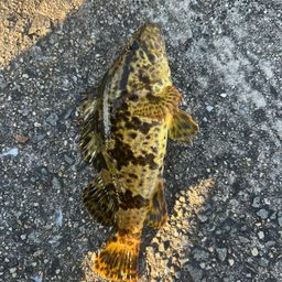 タケノコメバル