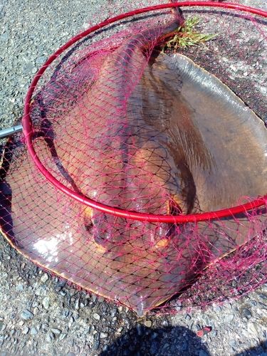 アカエイの釣果