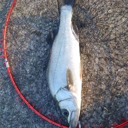 フッコ（ヒラスズキ）