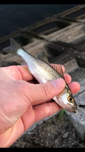 釣果