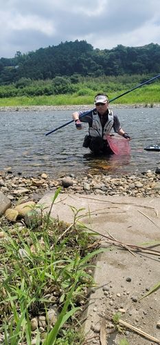 アユの釣果