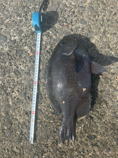 メジナの釣果