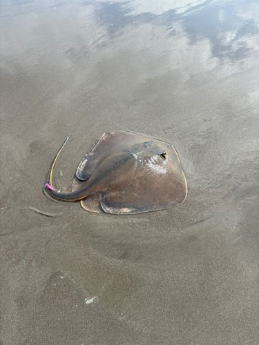 アカエイ