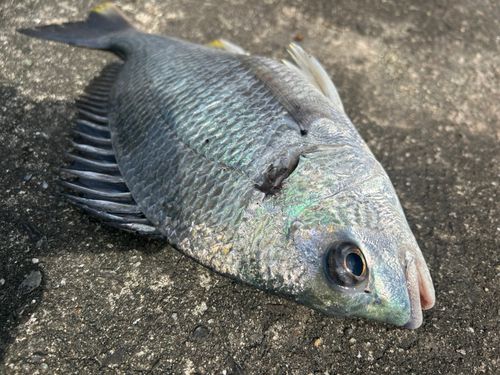 キビレの釣果