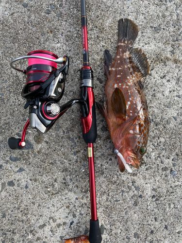 キジハタの釣果