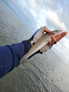 キスの釣果