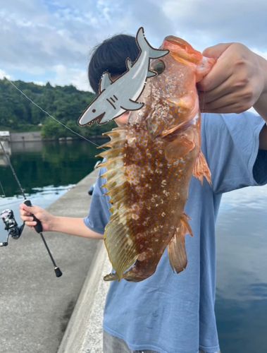 キジハタの釣果