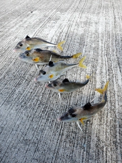 ギマの釣果